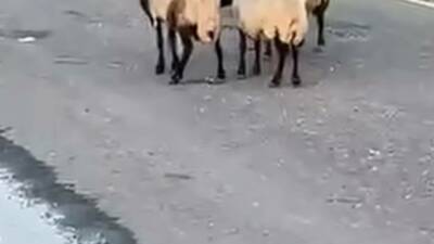 Siirt’te rögar kapağından sızan suyu içtikleri iddia edilen 32 küçükbaş