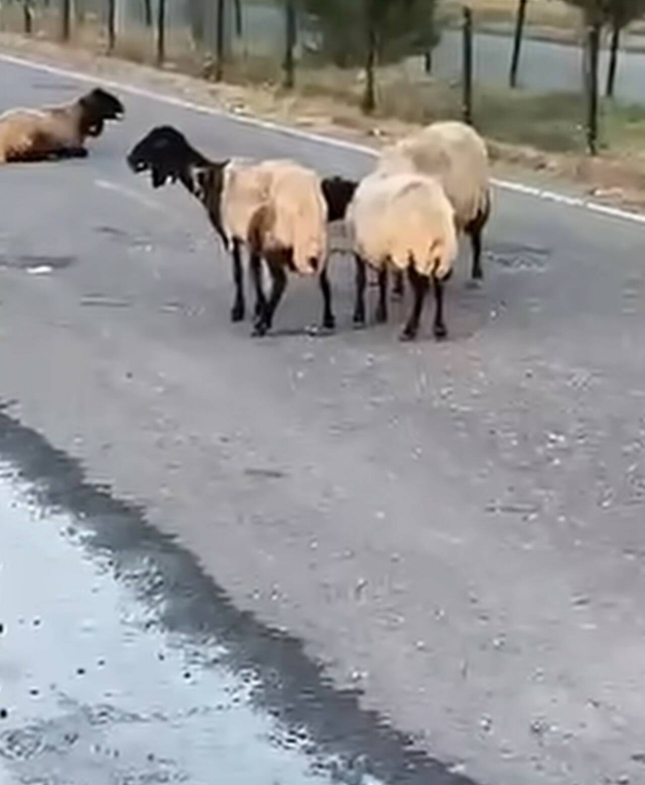 Siirt’te rögar kapağından sızan suyu içtikleri iddia edilen 32 küçükbaş