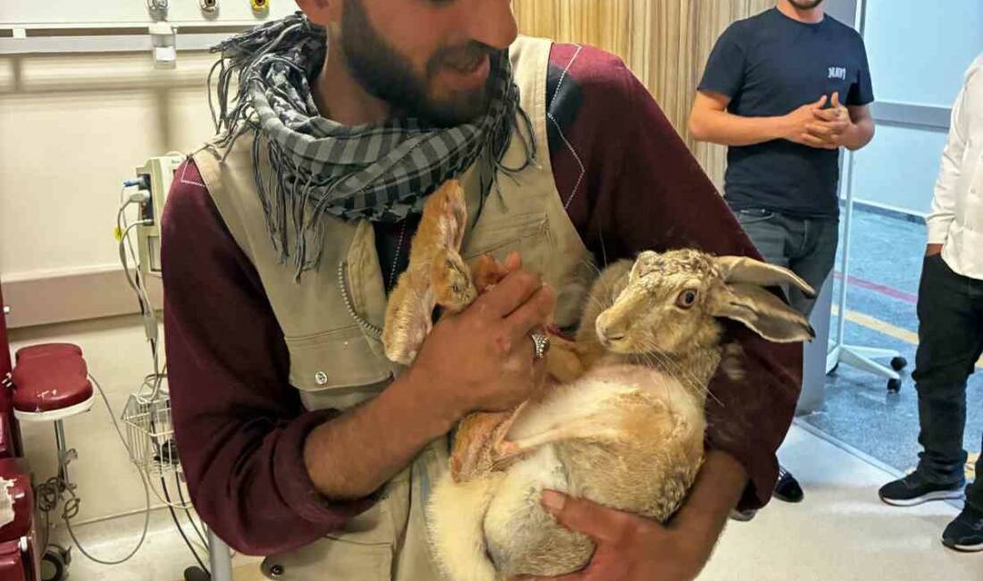 Diyarbakır’ın Kocaköy ilçesinde yaralı bulunan hamile tavşan, duyarlı çiftçi ve