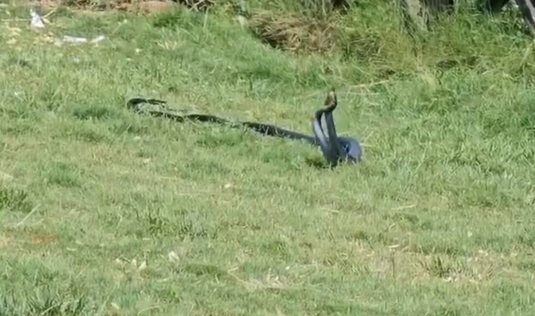 Şırnak’ın Cizre ilçesi Atatürk parkında iki siyah yılanın çiftleşme dansı