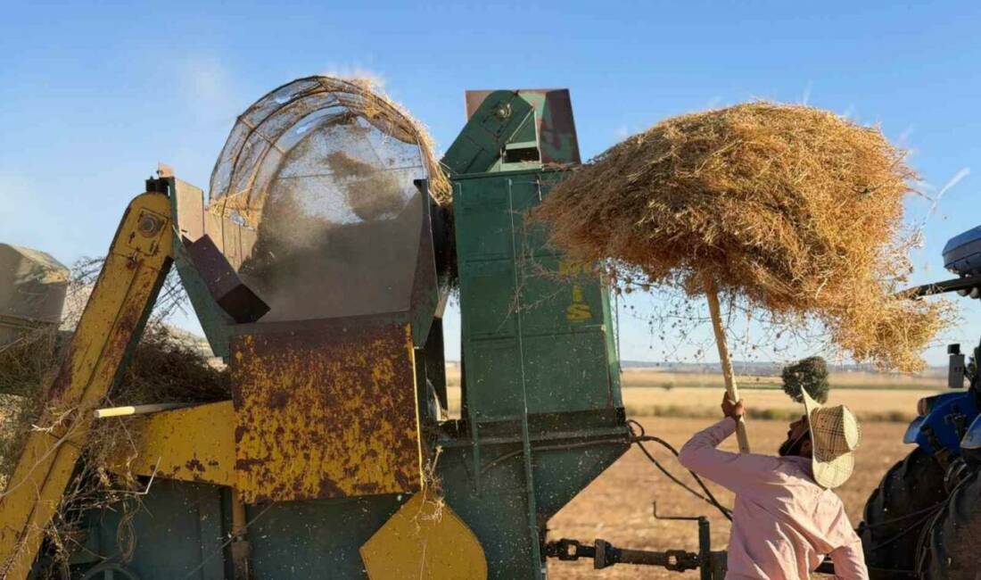 Mardin’in Mazıdağı ilçesinde mercimek hasadı, 40 dereceyi aşan kavurucu sıcaklara