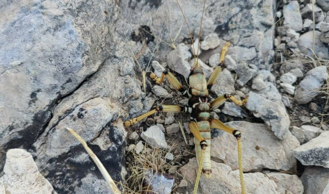 Adıyaman’da vatandaşlar tarafından görülen dev çekirge şaşırttı.