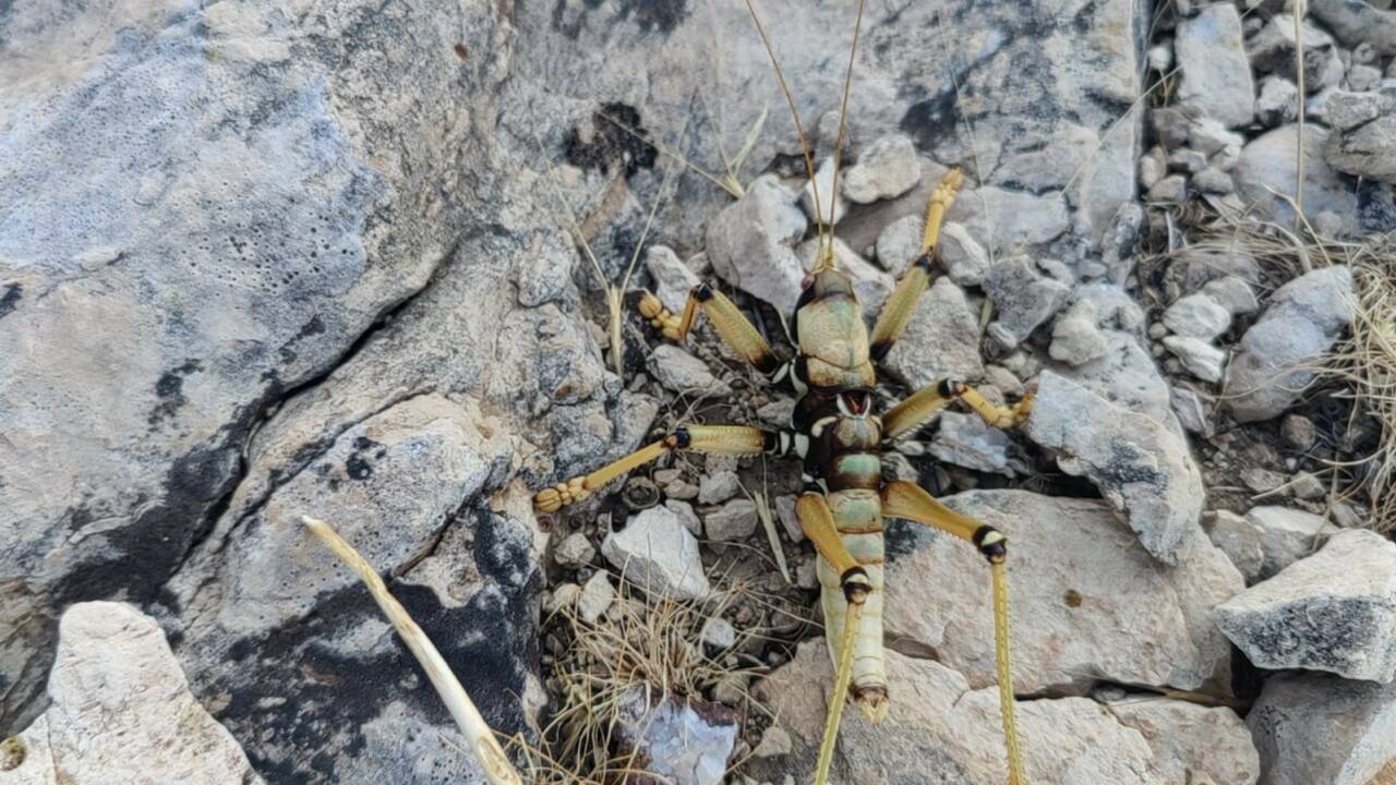 Adıyaman’da vatandaşlar tarafından görülen dev çekirge şaşırttı.