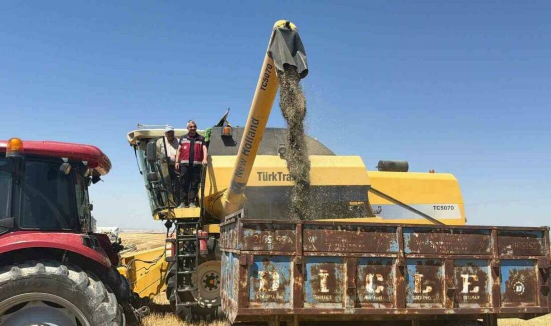 Adıyaman’da çörek otu hasadı başladı Adıyaman’da son yıllarda yaşanan zirai don ve kuraklık nedeniyle alternatif