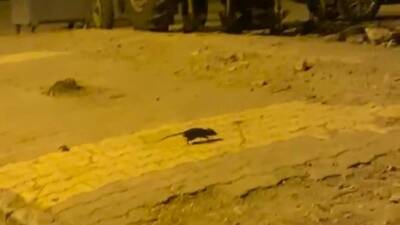 Adıyaman’da sıkça görülmeye başlanılan lağım fareleri korkutuyor.