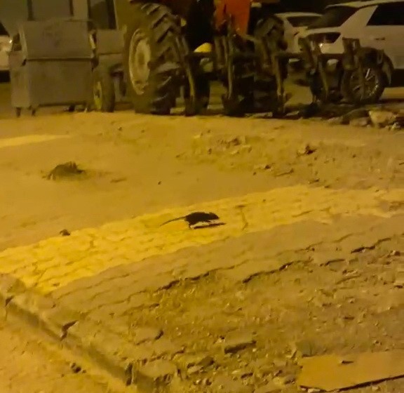 Adıyaman’da sıkça görülmeye başlanılan lağım fareleri korkutuyor.