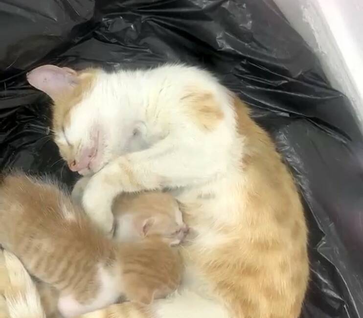 Şanlıurfa’nın Siverek ilçesinde bir anne kedi, iki yavrusunu ağzıyla taşıyarak