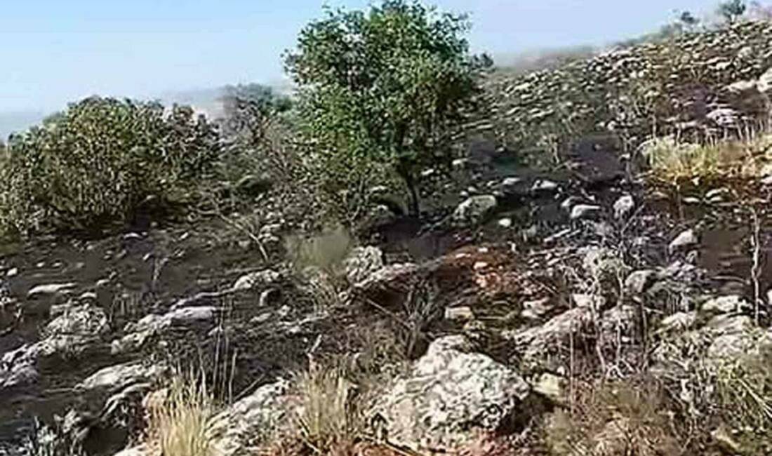 Gaziantep’in Araban ilçesine bağlı kırsal Yaylacık Mahallesi’nde, Antep fıstığı bahçeleri