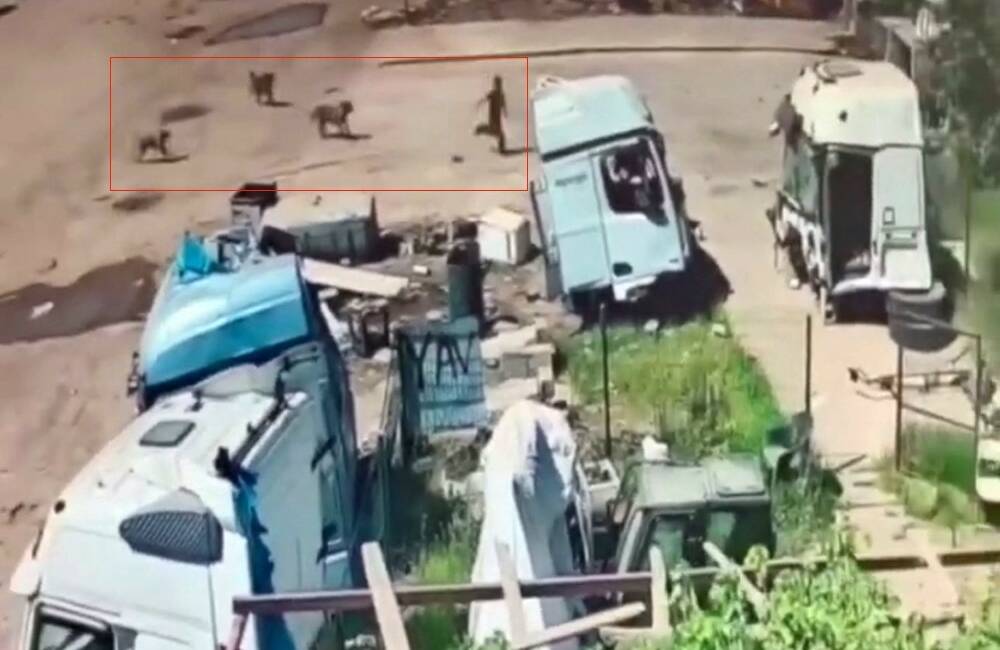 Şırnak’ın Silopi ilçesinde başıboş sokak köpeklerinin küçük bir çocuğa saldırdığı