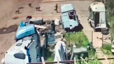 Şırnak’ın Silopi ilçesinde başıboş sokak köpeklerinin küçük bir çocuğa saldırdığı