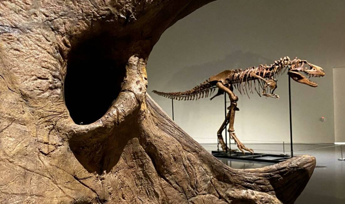 ABD'de düzenlenen müzayedede yaklaşık 67 milyon yıllık Tyrannosaurus rex (T.