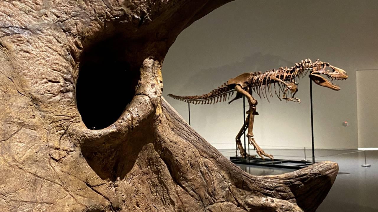 ABD'de düzenlenen müzayedede yaklaşık 67 milyon yıllık Tyrannosaurus rex (T.