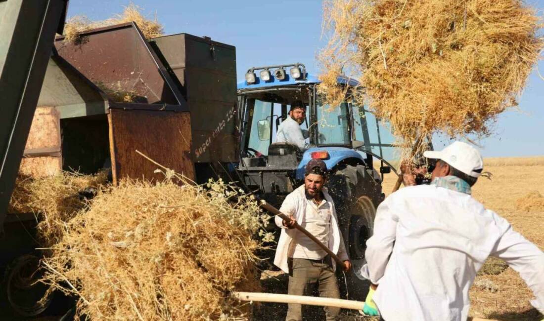 Diyarbakır’da yüksek sıcaklıkta hasat Diyarbakır’ın Silvan ilçesinde çiftçi, hissedilen yüksek sıcaklığa rağmen hasat yapıyor.