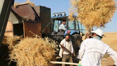Diyarbakır’ın Silvan ilçesinde çiftçi, hissedilen yüksek sıcaklığa rağmen hasat yapıyor.