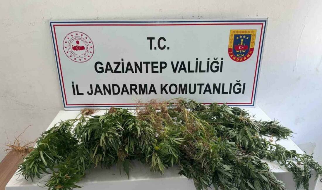 Gaziantep’te uyuşturucuyla mücadeleye yönelik yapılan operasyonda 151 kök kenevir bitkisi