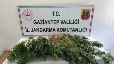Gaziantep’te uyuşturucuyla mücadeleye yönelik yapılan operasyonda 151 kök kenevir bitkisi