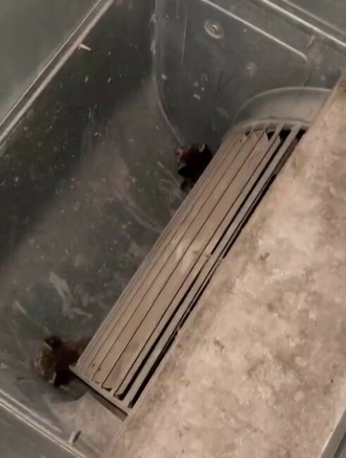Havalandırma kazanına düşen 2 yavru kediyi öğretmen ve personel kurtardı Gaziantep’te bir okulun havalandırma kazanına düşen 2 yavru kedi, personel