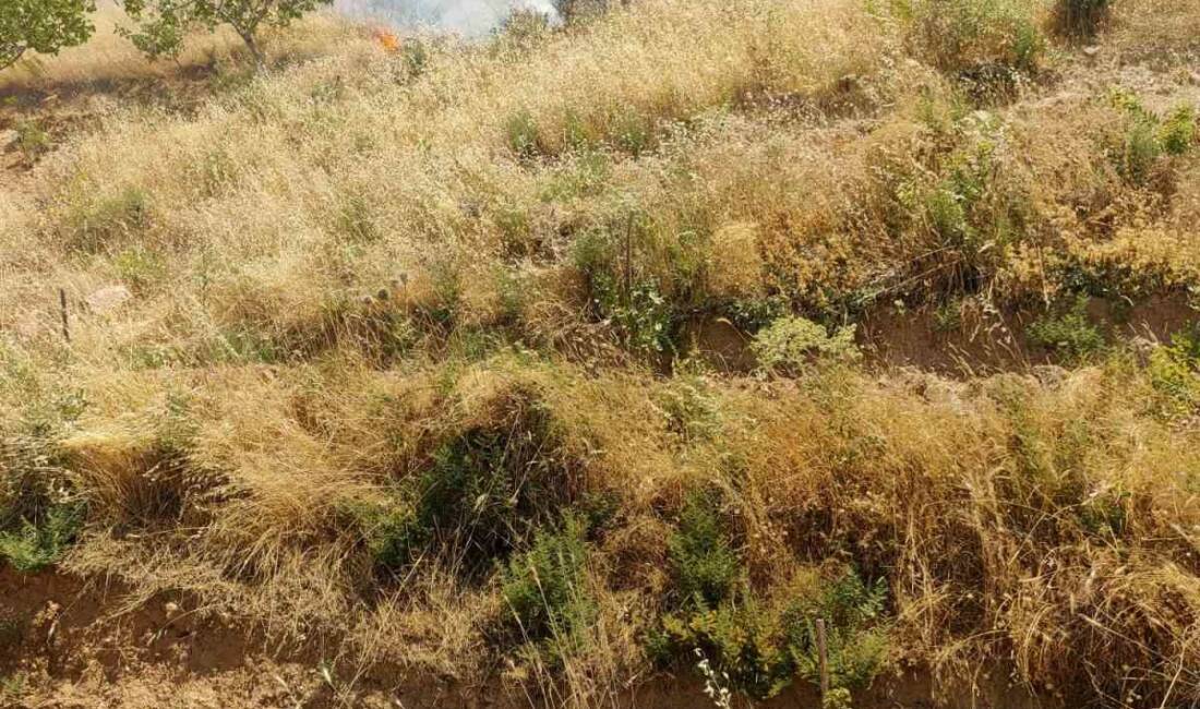 Kurtalan’da fıstık bahçesinde çıkan yangında 95 ağaç kül oldu Siirt’in Kurtalan ilçesine bağlı Oyacık köyünde bulunan bir fıstık bahçesinde