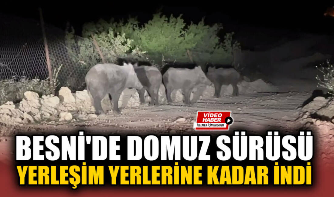 Besni’de Domuz Sürüsü Yerleşim Yerlerine Kadar İndi Adıyaman'ın Besni ilçesine bağlı Şahintepesi mevkiinde akşam saatlerinde görülen yaban