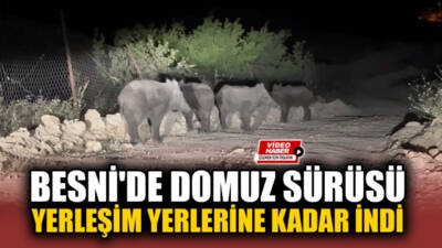 Adıyaman'ın Besni ilçesine bağlı Şahintepesi mevkiinde akşam saatlerinde görülen yaban