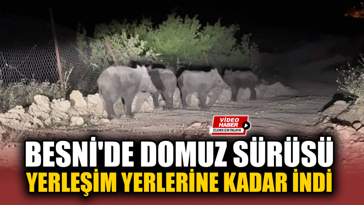Adıyaman'ın Besni ilçesine bağlı Şahintepesi mevkiinde akşam saatlerinde görülen yaban