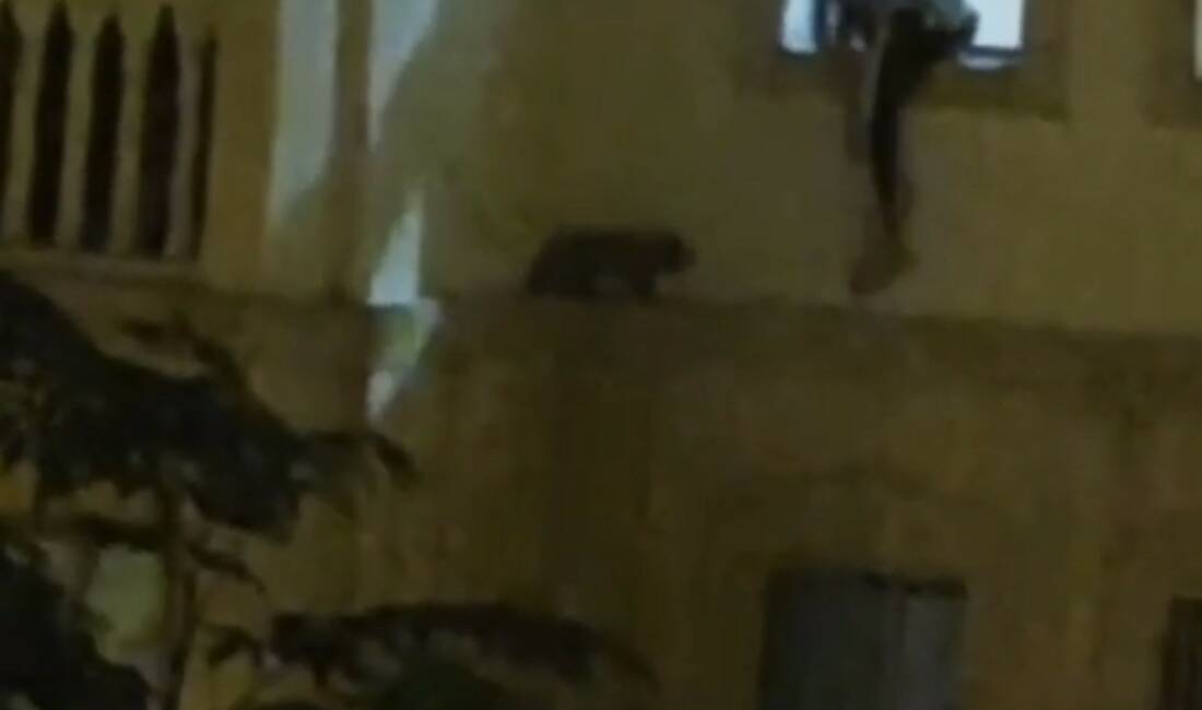 Mardin’de mahsur kalan kedi kurtarıldı Mardin’in Nusaybin ilçesinde bir evin dış cephesinde mahsur kalan kedi,