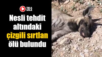Nesli tükenme tehlikesi altındaki çizgili sırtlan Şanlıurfa’nın Karaköprü ilçesinde ölü