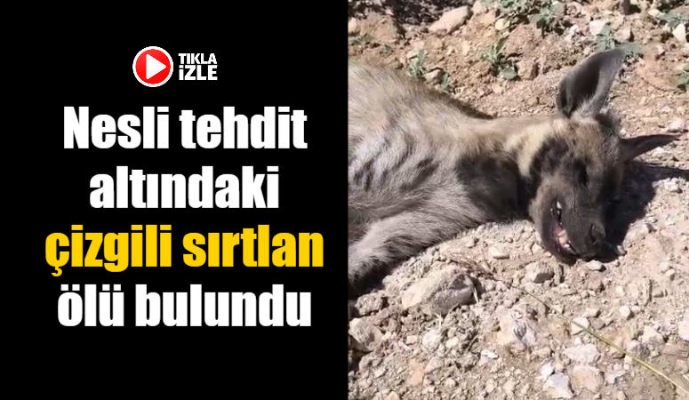 Nesli tehdit altındaki çizgili sırtlan ölü bulundu Nesli tükenme tehlikesi altındaki çizgili sırtlan Şanlıurfa’nın Karaköprü ilçesinde ölü