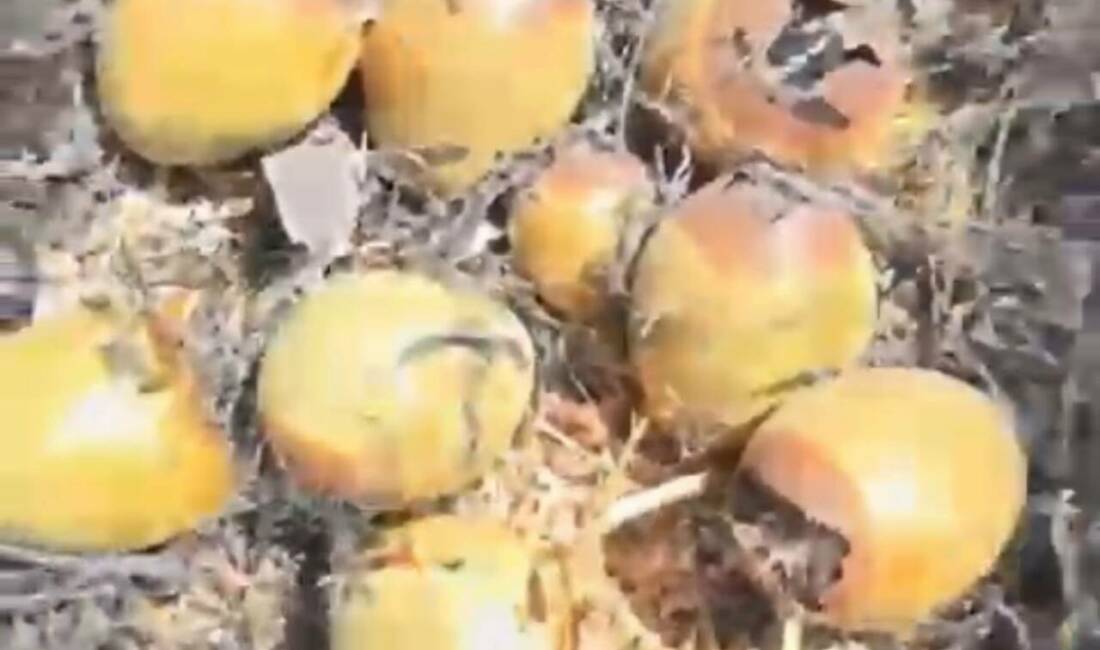 Otluk alanda çıkan yangın kuş yuvalarına zarar verdi Gaziantep’in Oğuzeli ilçesine bağlı Subaşı Mahallesi’nde otluk alanda yangın çıktı.