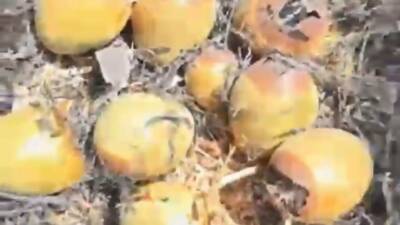 Gaziantep’in Oğuzeli ilçesine bağlı Subaşı Mahallesi’nde otluk alanda yangın çıktı.