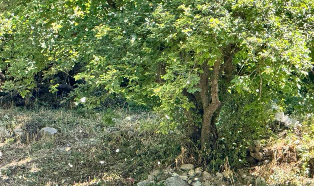 Polenler köyü beyaz örtüyle kapladı Şırnak’ın Beytüşşebap ilçesinde kavak ağaçlarından düşen polenler köyü beyaz örtüyle