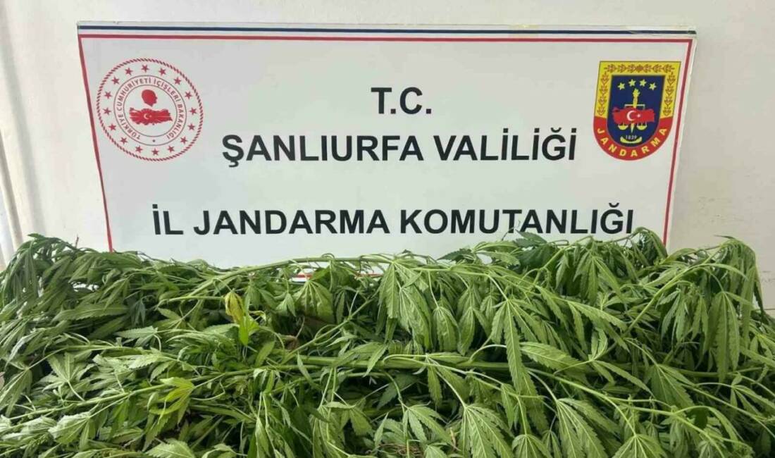 Şanlıurfa’nın Suruç ilçesinde jandarma ekiplerince düzenlenen operasyonda 35 kök kenevir