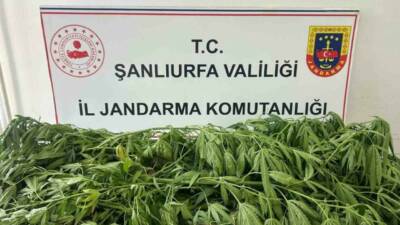 Şanlıurfa’nın Suruç ilçesinde jandarma ekiplerince düzenlenen operasyonda 35 kök kenevir