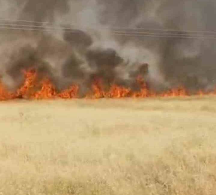 Şanlıurfa’nın Haliliye ilçesinde çıkan yangında yaklaşık 45 dönüm buğday ekili