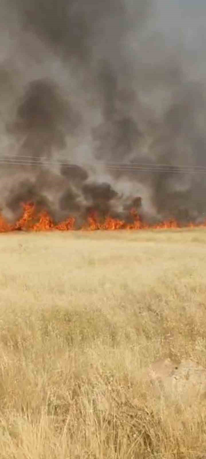 Şanlıurfa’nın Haliliye ilçesinde çıkan yangında yaklaşık 45 dönüm buğday ekili