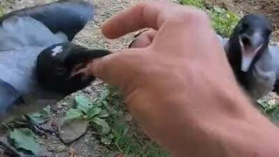 Diyarbakır’ın Silvan ilçesinde yaşayan İhsan Cesur, Batman’ın Sason ilçesinden getirdiği