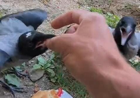 Şefkatle büyüttüğü kargalar onu kapıda karşılıyor Diyarbakır’ın Silvan ilçesinde yaşayan İhsan Cesur, Batman’ın Sason ilçesinden getirdiği