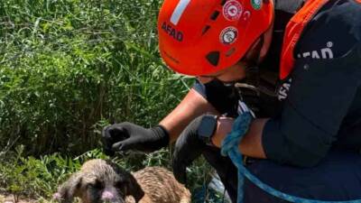 Siirt’in Baykan ilçesinde su kuyusuna düşerek mahsur kalan köpek, AFAD