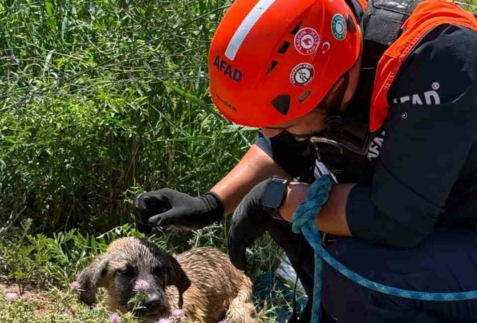 Siirt’in Baykan ilçesinde su kuyusuna düşerek mahsur kalan köpek, AFAD