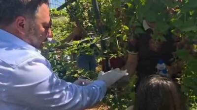 Siirt’te özel bireyler ile koruma ve bakım altındaki çocuklar böğürtlen