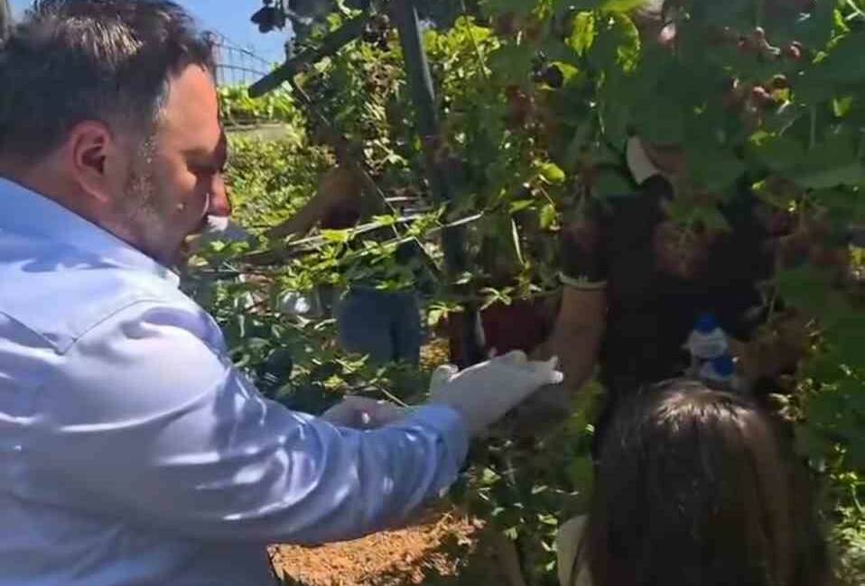 Siirt’te özel bireyler ile koruma ve bakım altındaki çocuklar böğürtlen