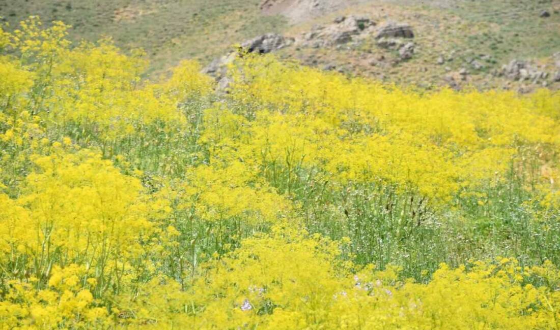 Şırnak yaylaları sarı rengine büründü Şırnak’ta 3 bin rakımlı yaylalar sarıya büründü. Yaz aylarında yüksek