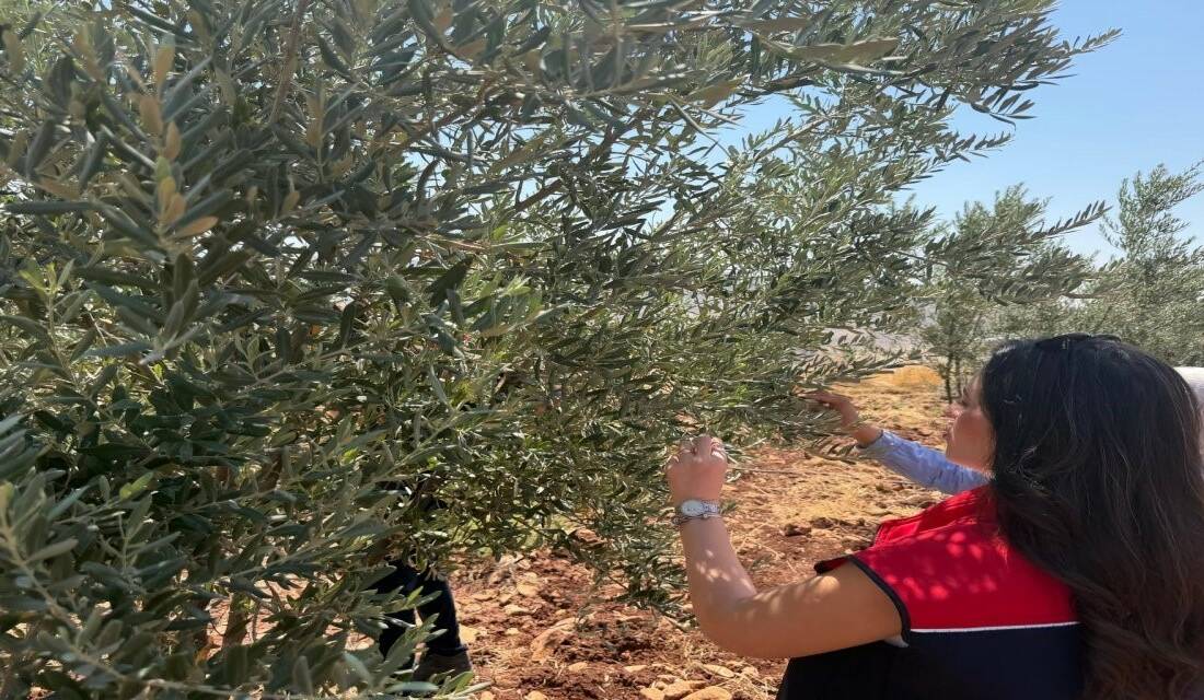 Şırnak İl Tarım ve Orman Müdürlüğü ekipleri, zeytin üreticilerinin mağduriyet