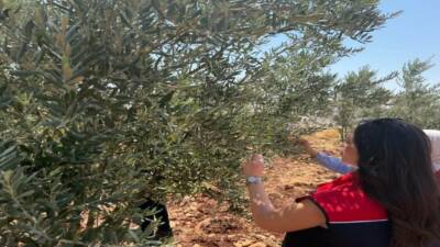 Şırnak İl Tarım ve Orman Müdürlüğü ekipleri, zeytin üreticilerinin mağduriyet