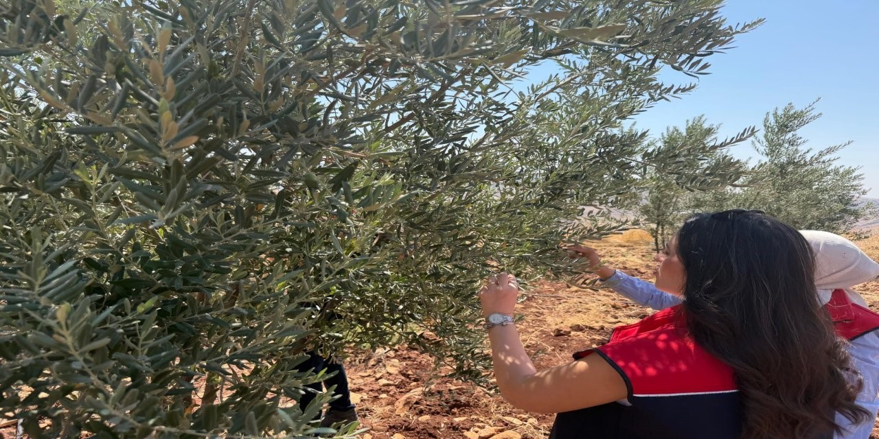 Şırnak İl Tarım ve Orman Müdürlüğü ekipleri, zeytin üreticilerinin mağduriyet