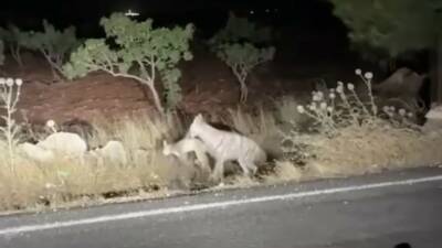 Şanlıurfa'nın Halfeti ilçesinde, bir sırtlanın avını bütün halde ağzında taşıdığı