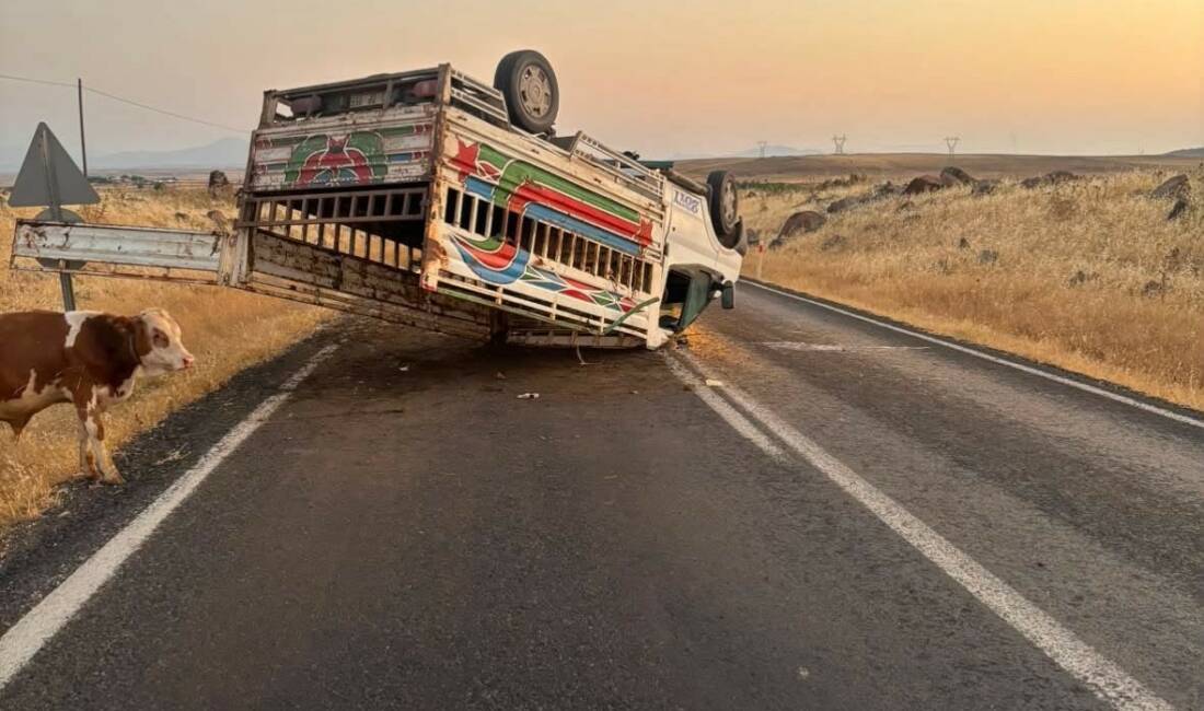 Şanlıurfa’nın Siverek ilçesinde büyükbaş hayvan yüklü kamyonetin devrilmesi sonucu meydana