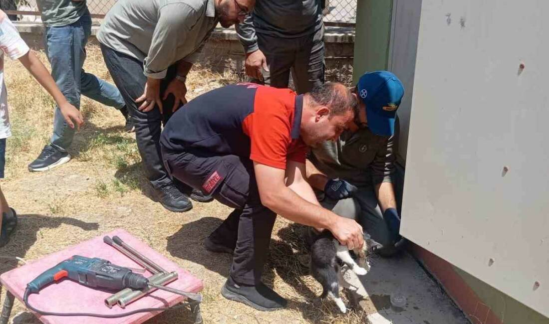 Siirt’in Kurtalan ilçesi Cumhuriyet Mahallesi’nde başı trafo deliğine sıkışan kedi,