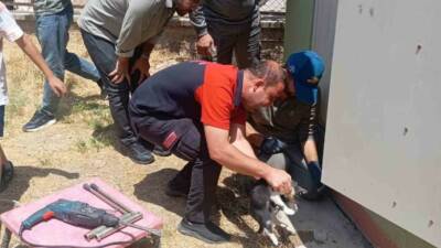 Siirt’in Kurtalan ilçesi Cumhuriyet Mahallesi’nde başı trafo deliğine sıkışan kedi,