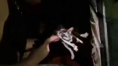 Diyarbakır'ın Kayapınar ilçesindeki bir büfede çıkan yangında mahsur kalan kedi,